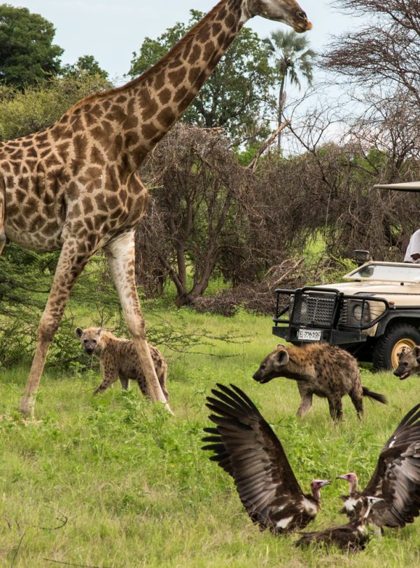 Safari | Wildlife